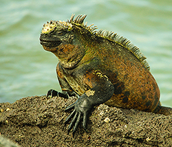 Galapagos marine iguana on rock. (C.Schmittmann)