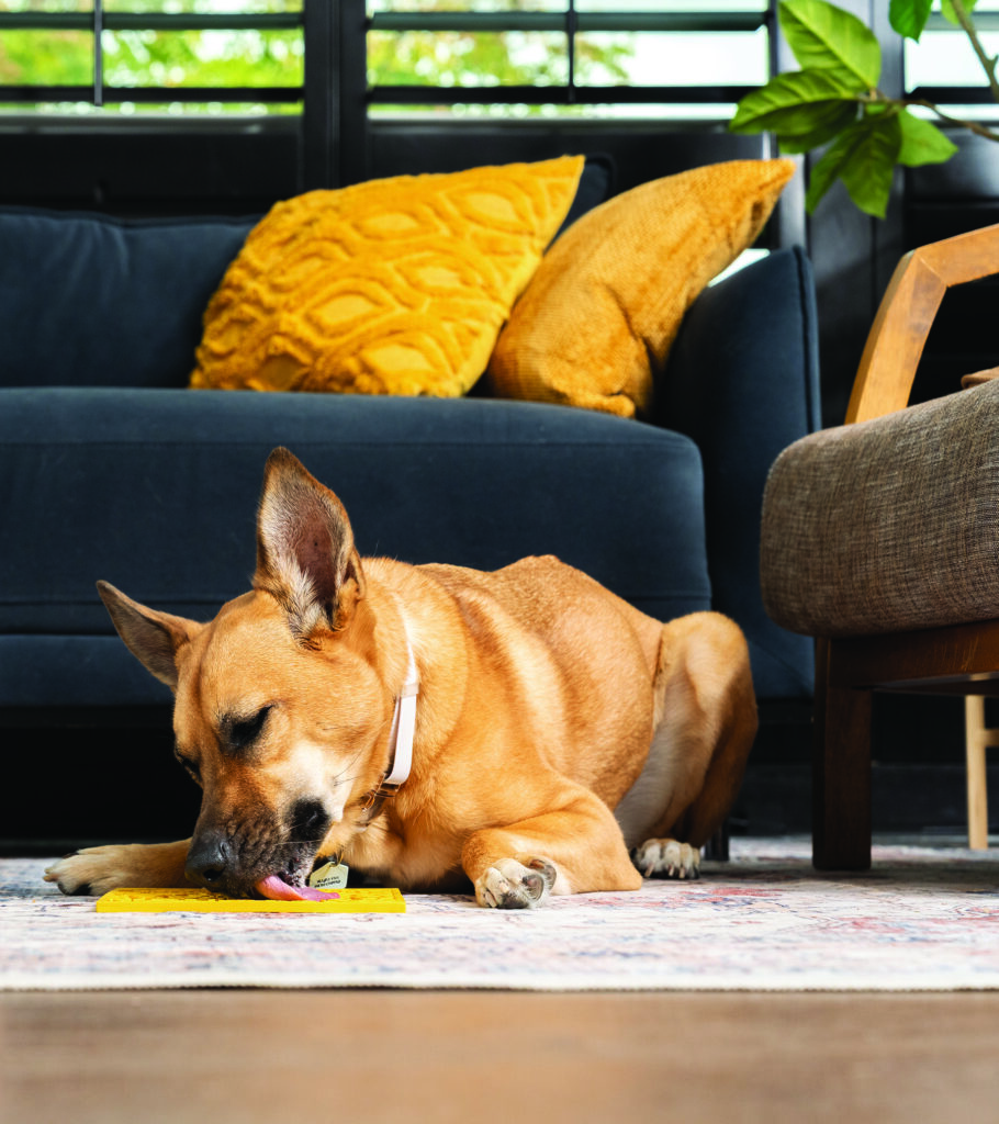 Healthy habits made easy: Update your pet’s health and wellness routine without fuss